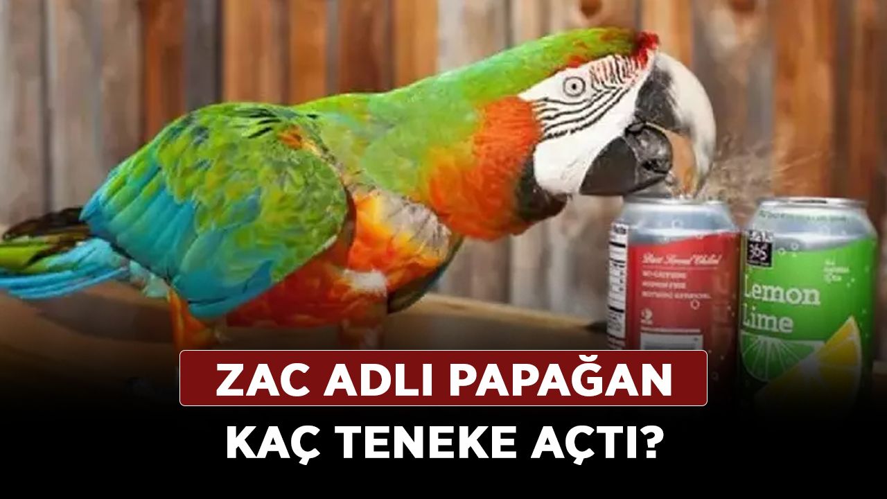 Papağan Guinness Dünya Rekorlarına giren Zac adlı papağan kaç teneke açtı?