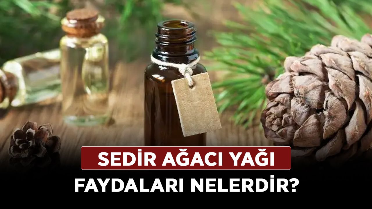 Sedir Ağacı yağı faydaları nelerdir? Sedir Ağacı Türkiye'de nerede yetişir?