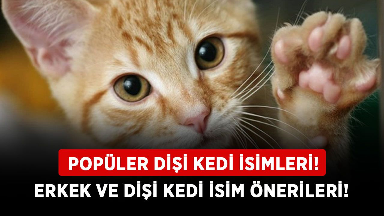 Popüler dişi kedi isimleri! Erkek ve dişi kedi isim önerileri! Türk ve yabancı kedi isim öneri listesi!