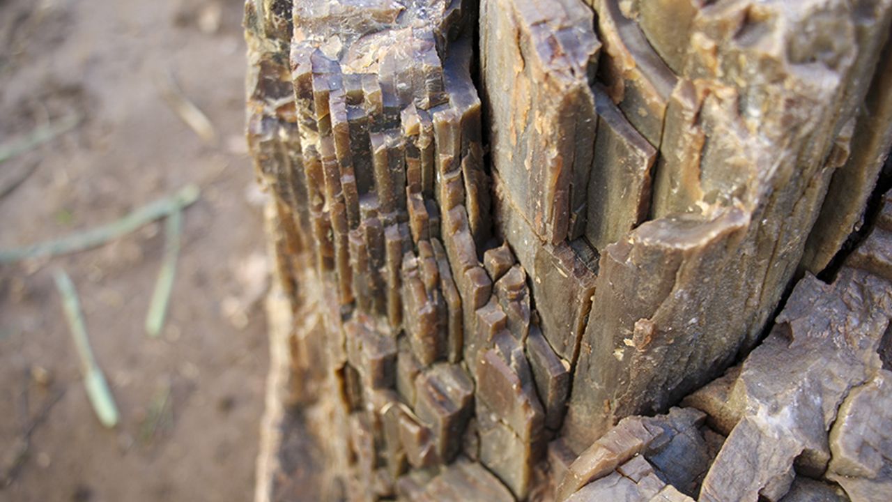 Uşak'ta 16 milyon yıllık 2 ağaç fosili bulundu