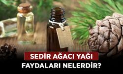 Sedir Ağacı yağı faydaları nelerdir? Sedir Ağacı Türkiye'de nerede yetişir?