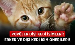 Popüler dişi kedi isimleri! Erkek ve dişi kedi isim önerileri! Türk ve yabancı kedi isim öneri listesi!