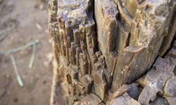 Uşak'ta 16 milyon yıllık 2 ağaç fosili bulundu