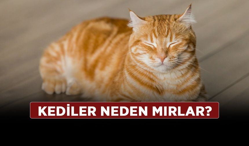 Kediler neden mırlar? Evcil dostlarımızın davranışının sırlarını keşfedin